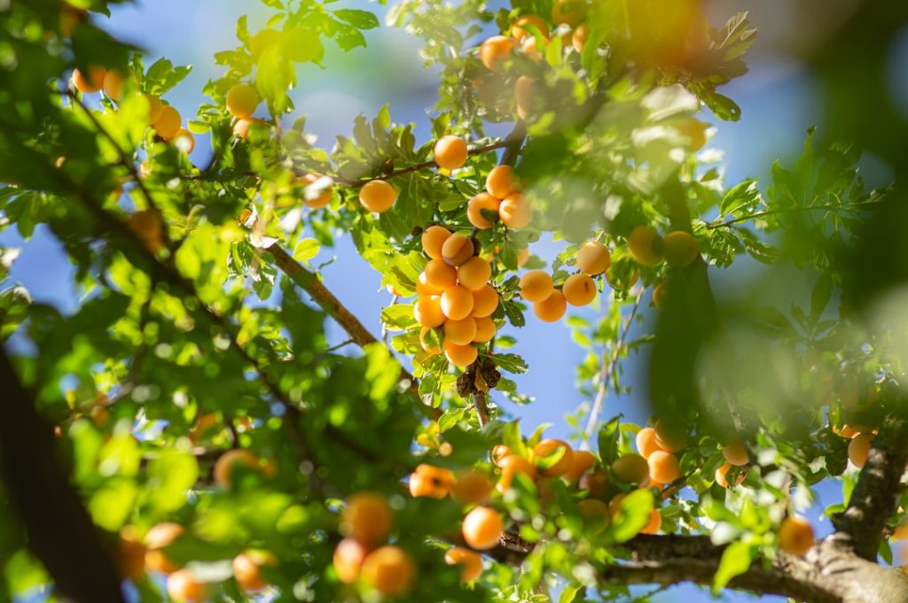 Gezonde fruit smoothies recepten: zo maak je ze lekker én voedzaam